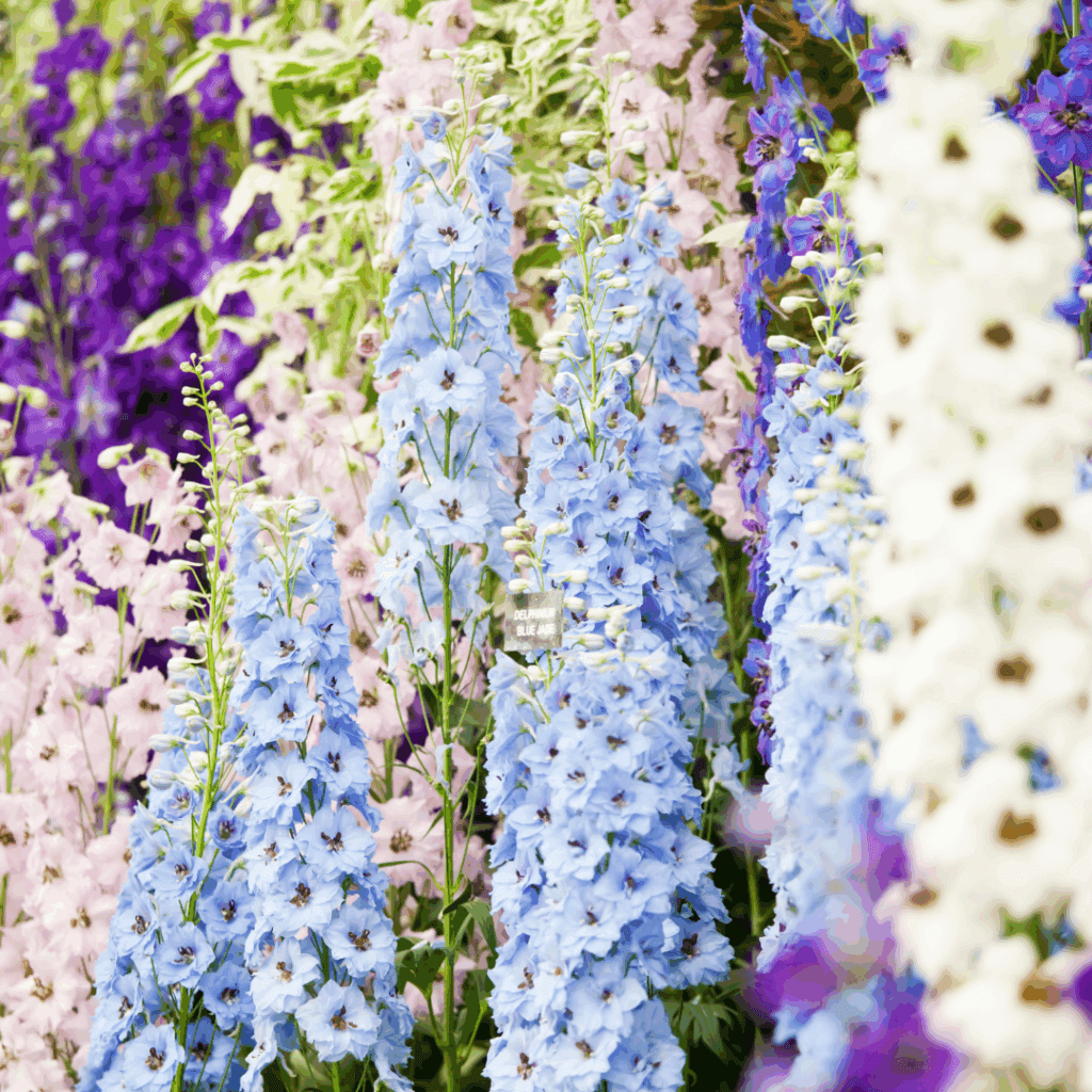 chelsea flower show