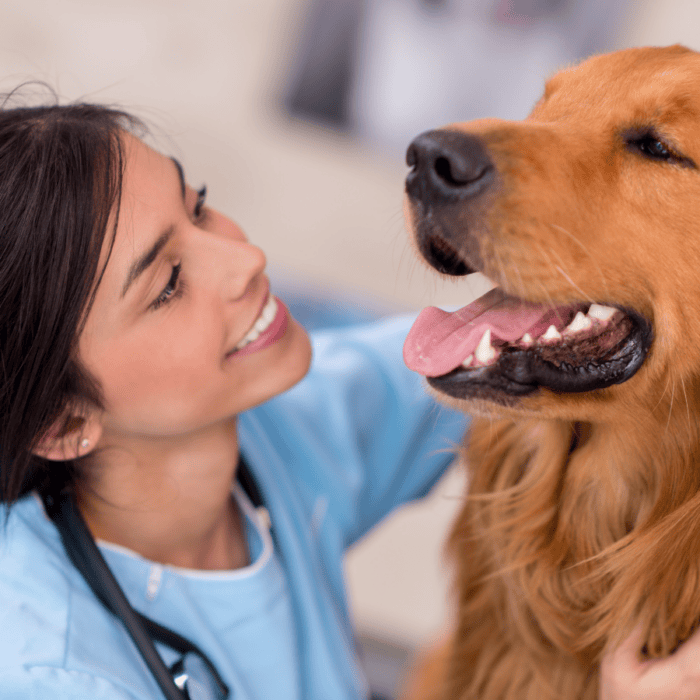 Veterinary