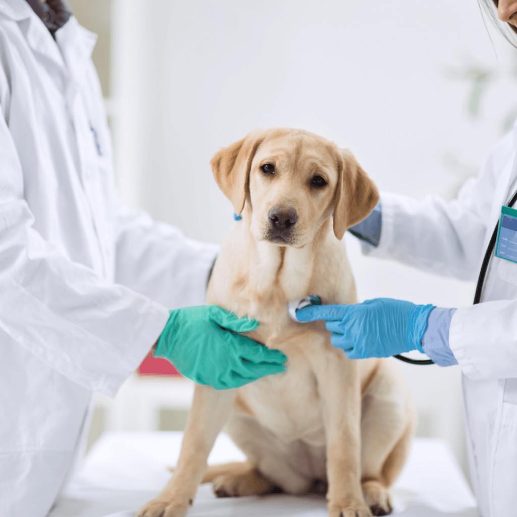 Veterinary